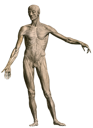 albinus_a01 albinus_a01