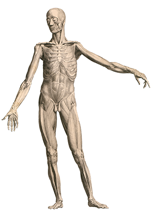 albinus_a02 albinus_a02