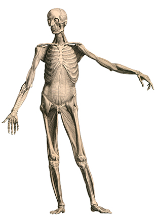 albinus_a03 albinus_a03