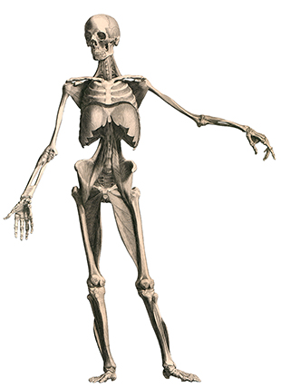 albinus_a04 albinus_a04