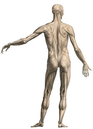 albinus_d01 albinus_d01