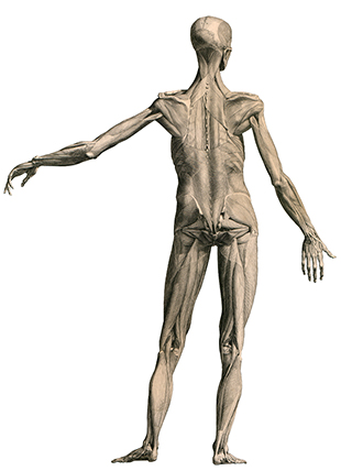 albinus_d02 albinus_d02