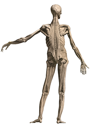 albinus_d03 albinus_d03