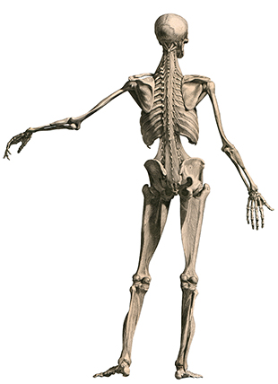 albinus_d04 albinus_d04