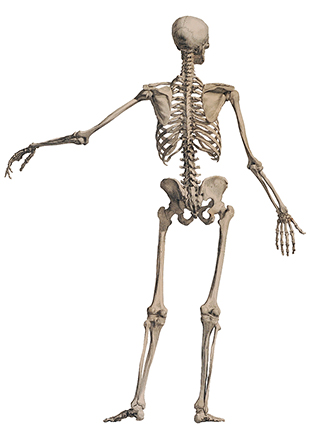 albinus_d05 albinus_d05